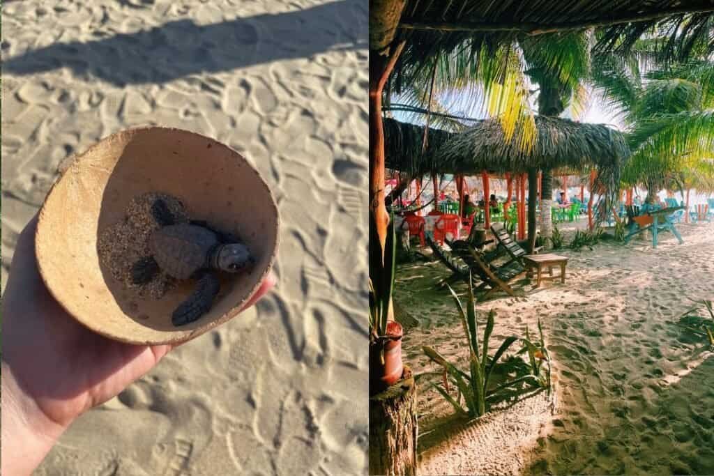 Clownfish in coconut shell on sandy beach, tropical beach, marine life, coastal scenery, beach vacation, underwater wildlife, snorkeling, adventure travel, biological diversity, exotic marine animals.