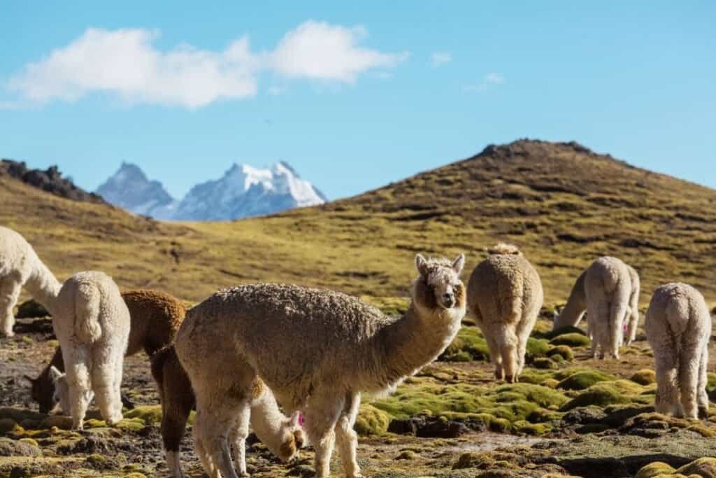Alpacas vs llamas grazing on a lush green hillside with snow-capped mountains in the background, under a bright blue sky, embodying peaceful sustainable travel.
