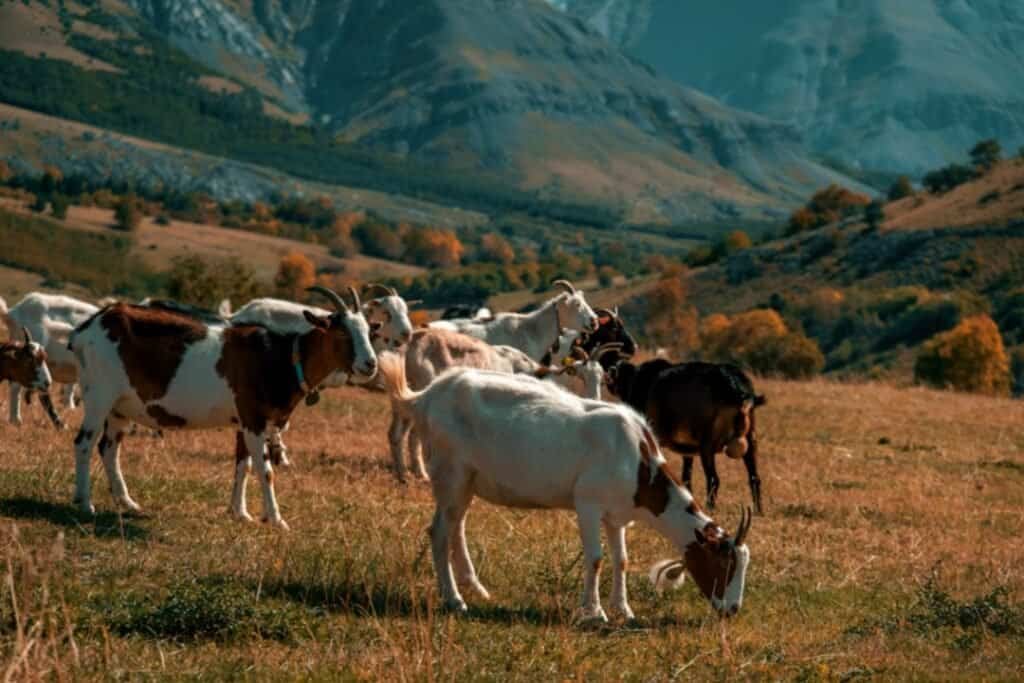 Grazing goats in a scenic mountain pasture during autumn, emphasizing sustainable, mindful rural travel and connection with nature.