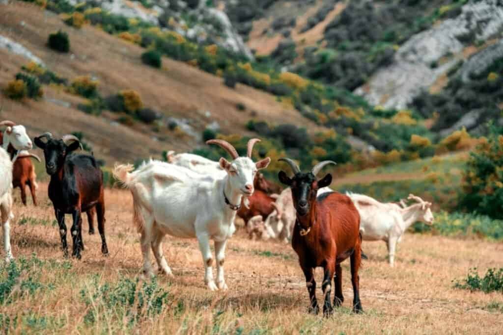 Goats grazing in a scenic mountain landscape with colorful flora and rolling hills, embodying sustainable and mindful travel harmony.