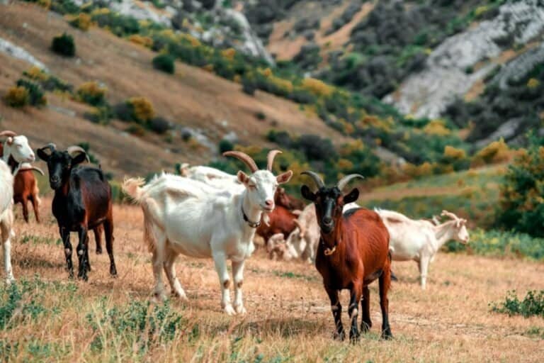 Goats grazing on rolling mountain hills among colorful plants.