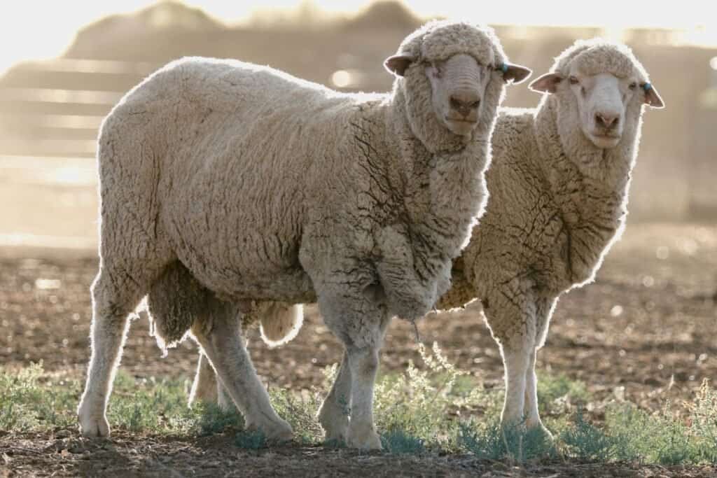Two merino wool sheep standing close together in a sunlit farm setting, showcasing rustic, sustainable rural life with warm, natural tones.