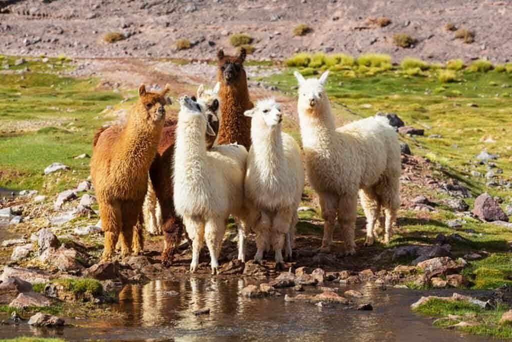 Group of llamas standing on a grassy riverbank in the Andes mountains, embodying sustainable travel and mindful exploration.