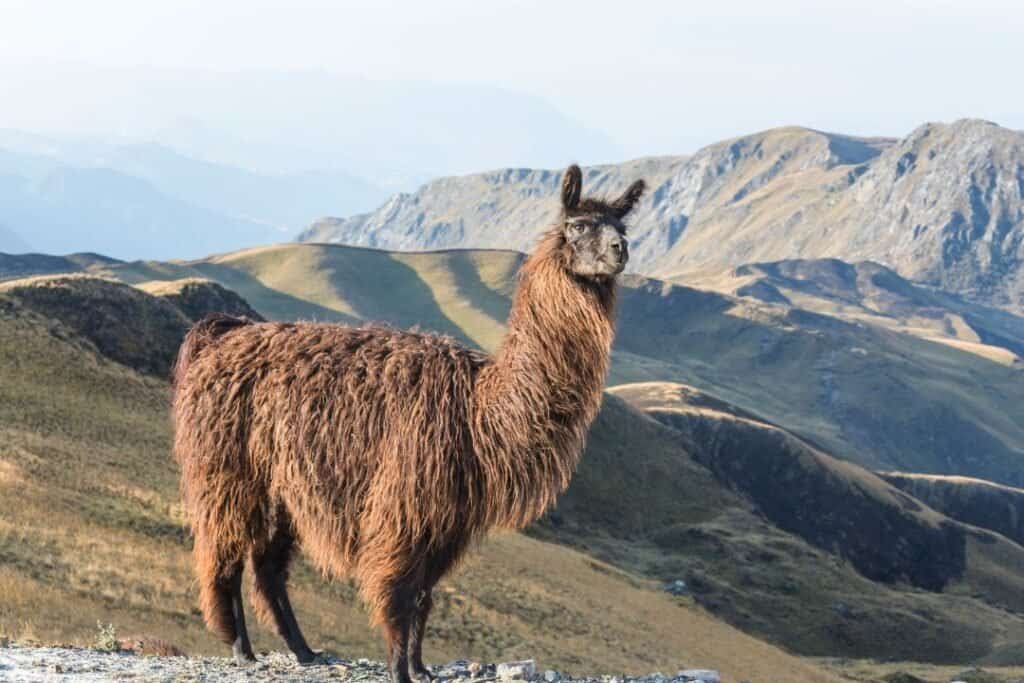 llama standing on mountain landscape during daytime with rolling hills and distant peaks in the background. to compare alpaca vs llama