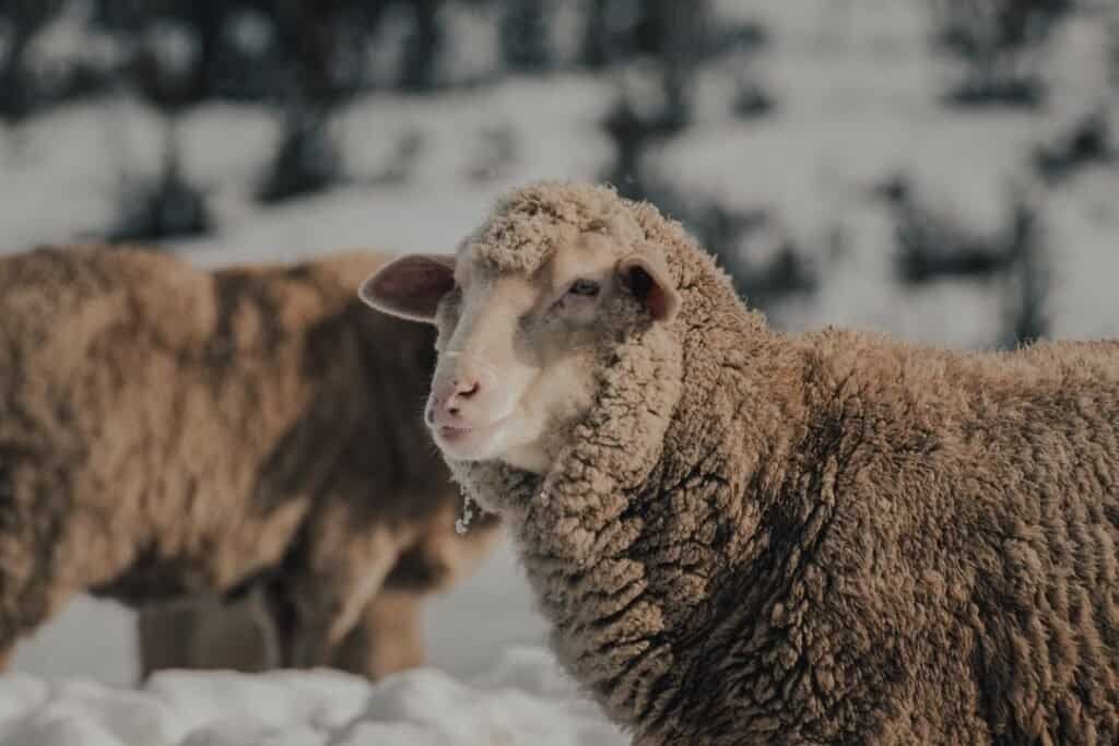 Soft sheep in snowy landscape, showcasing sustainable rural travel and wildlife experience.