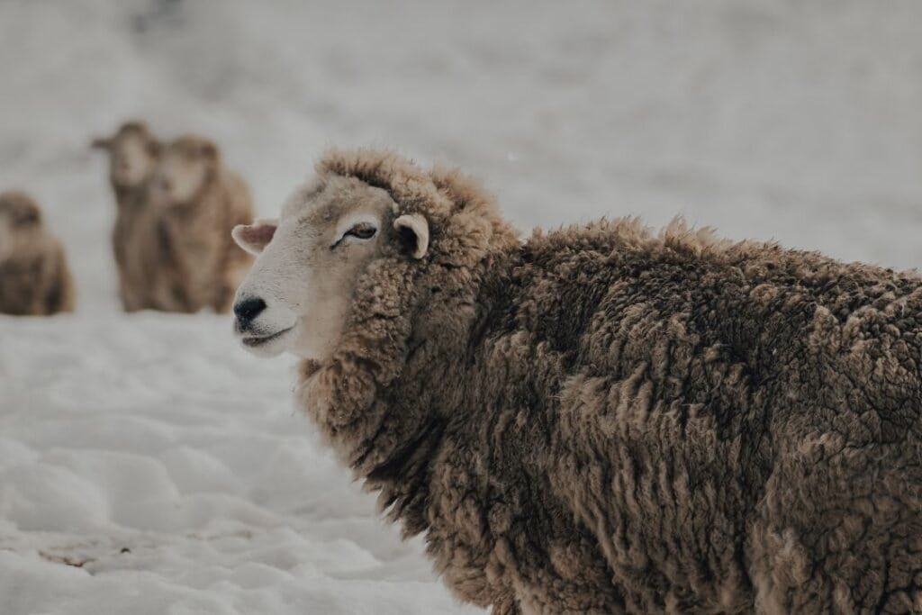 Majestic sheep standing on snowy terrain, surrounded by a flock in the background, embodying rustic wilderness and sustainable rural life.