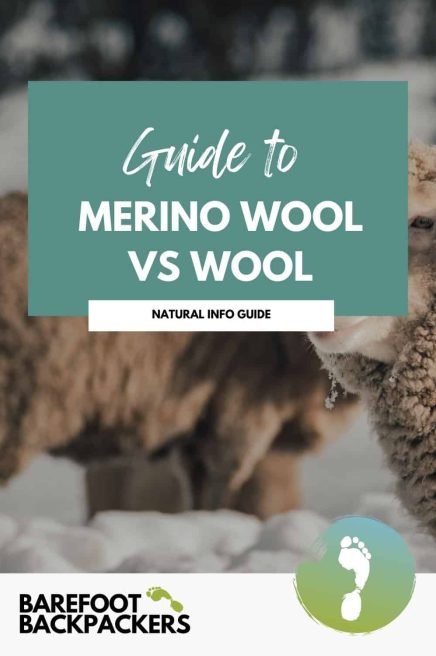 Bright, close-up image of Merino sheep to compare merino wool vs wool . They have thick wool in a natural outdoor setting, promoting sustainable wool and eco-friendly fashion choices.