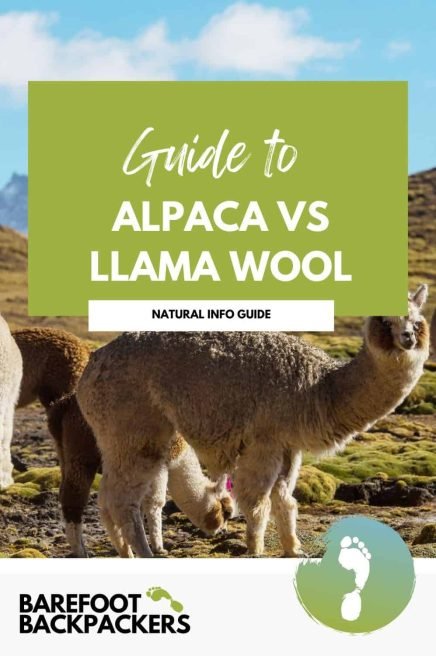 Alpaca vs llama wool comparison guide, eco-friendly insights, sustainable fiber choices for mindful travelers.